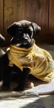 Feist and Mixed Breed Dogs Available for Adoption - Minnie | PetCurious