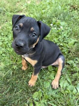 Memphis -  Pit Bull Terrier Dog for Adoption in Barnhart, Missouri - Memphis | PetCurious