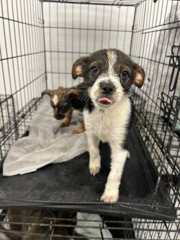 Cherry -  Dachshund and Terrier Dog Available for Adoption in Fort Collins, Colorado - Cherry | PetCurious