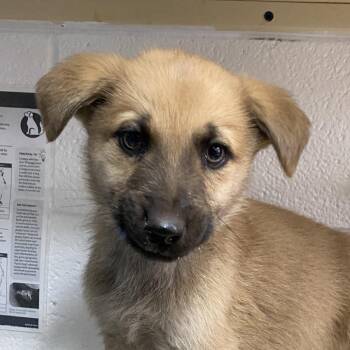 Anatolian Shepherd Dogs Available for Adoption - Grey | PetCurious