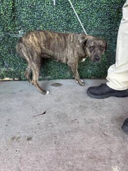 Boxer and Mixed Breed Dogs Available for Adoption - 60252145 | PetCurious