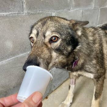 Yang -  German Shepherd Dog Dog for Adoption in Freeport, Florida - Yang | PetCurious