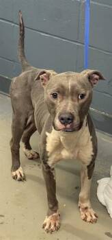 American Staffordshire Terrier and Mixed Breed Dogs Available for Adoption in Tallahassee, Florida - XENA | PetCurious