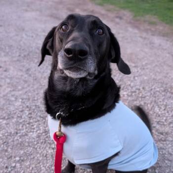 Black Labrador Retriever Dogs Available for Adoption in Newton, Iowa - Sampson | PetCurious