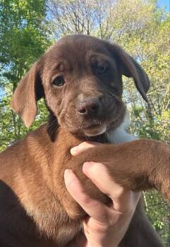 Labrador Retriever Dogs Available for Adoption in Aurora, Indiana - Coco Pups : Cora | PetCurious