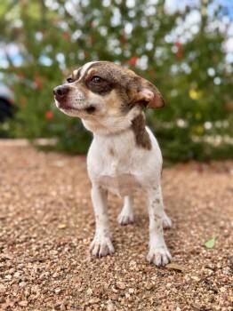 Millie -  Chihuahua and Dachshund Dog for Adoption in Helotes, Texas - Millie | PetCurious
