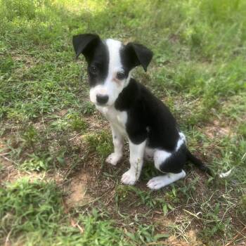 e -  Jack Russell Terrier and Chihuahua Dog for Adoption - E | PetCurious