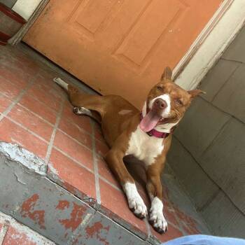 Rescue Mixed Breed Dogs for Adoption in Middleburg, Florida - Freesia 27102 | PetCurious