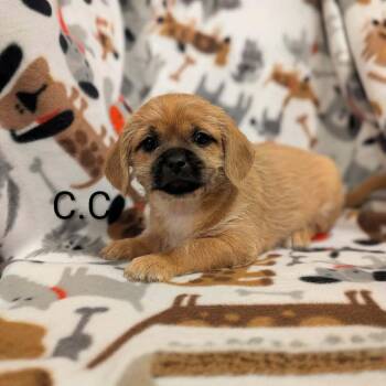 CC -  Shih Tzu Dog for Adoption in Kingsburg, California - CC | PetCurious