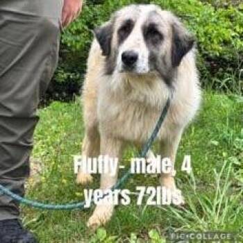 Fluffy -  Great Pyrenees Dog for Adoption - Fluffy | PetCurious