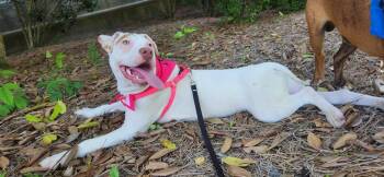Rescue American Bulldog Dogs for Adoption in Troy, Alabama - Darla | PetCurious