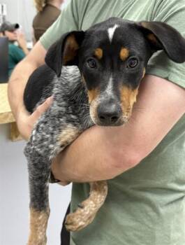 STRAY WAIT -  Australian Cattle Dog Blue Heeler and Mixed Breed Dog for Adoption in Killeen, Texas - STRAY WAIT | PetCurious