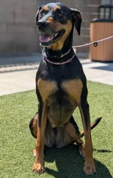 Cinna -  Catahoula Leopard Dog and Doberman Pinscher Dog for Adoption in Salinas, California - Cinna | PetCurious