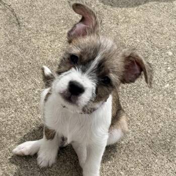 Maltese and Boston Terrier Dogs Available for Adoption - Tully | PetCurious