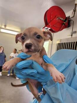 OLIVE -  American Staffordshire Terrier Dog for Adoption in San Antonio, Texas - OLIVE | PetCurious