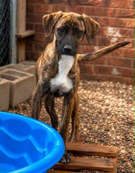 Tumnus -  Hound and Boxer Dog for Adoption in Millcreek, Utah - Tumnus | PetCurious