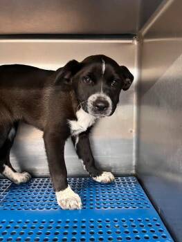 Labrador Retriever Dogs Available for Adoption - Paulette | PetCurious