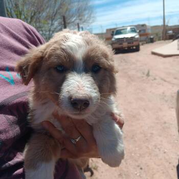 Australian Shepherd Dogs Available for Adoption in Scottsdale, Arizona - Oliver | PetCurious