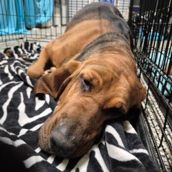 Bloodhound Dogs Available for Adoption in Chesapeake, Virginia - Maisie | PetCurious