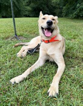 Wylie -  German Shepherd Dog and Labrador Retriever Dog for Adoption in Attalla, Alabama - Wylie | PetCurious