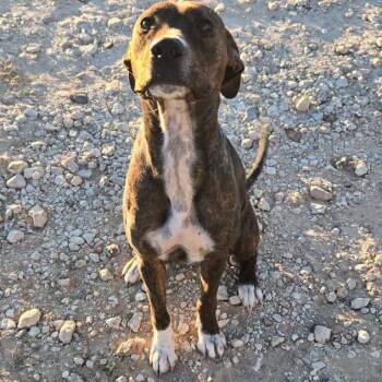 Mixed Breed Dogs Available for Adoption - Reese | PetCurious