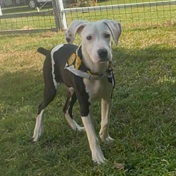 Rescue Mixed Breed Dogs for Adoption in Pelham, New Hampshire - Bonnie | PetCurious