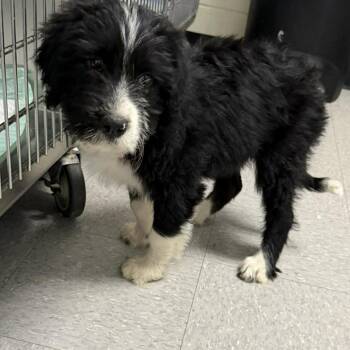 Schnauzer and Mixed Breed Dogs Available for Adoption in Austin, Texas - Serenity | PetCurious