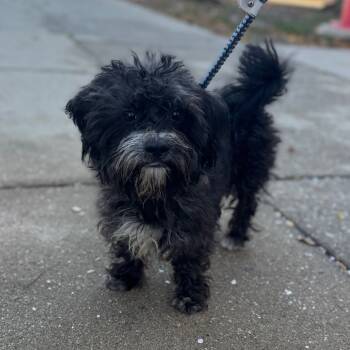 Rescue Mixed Breed Dogs for Adoption in Skokie, Illinois - Fred | PetCurious