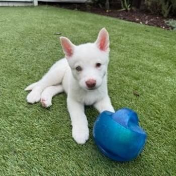 Rescue Siberian Husky Dogs for Adoption in Los Angeles, California - Cheshire | PetCurious