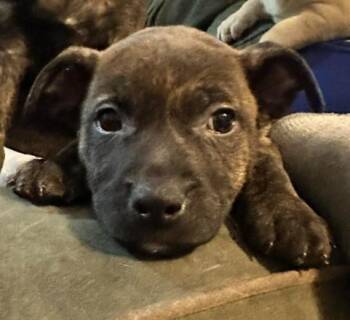 Pit Bull Terrier Dogs Available for Adoption - Rusty (12 Weeks Old) | PetCurious