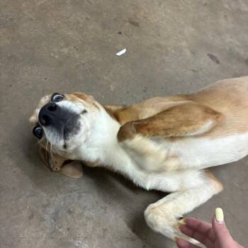 London -  Mixed Breed Dog for Adoption in Corbin, Kentucky - London | PetCurious
