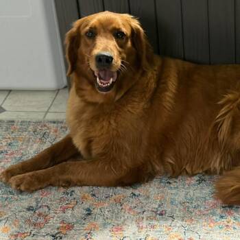 Lucy Lou -  Golden Retriever Dog for Adoption in Hilton, New York - Lucy Lou | PetCurious