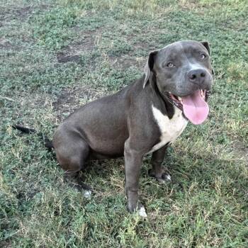 Roxie -  Mixed Breed Dog for Adoption in Spokane, Washington - Roxie | PetCurious