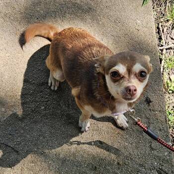 Leah -  Chihuahua Dog for Adoption in Springfield, Missouri - Leah | PetCurious