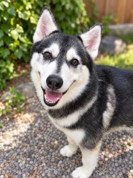 Austin -  Siberian Husky Dog for Adoption in Burnaby, British Columbia - Austin | PetCurious