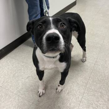 Mixed Breed Dogs Available for Adoption - Zeus | PetCurious