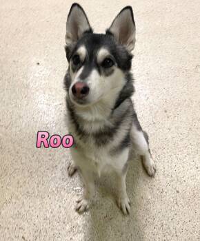 Roo -  Husky Dog for Adoption in Muncie, Indiana - Roo | PetCurious