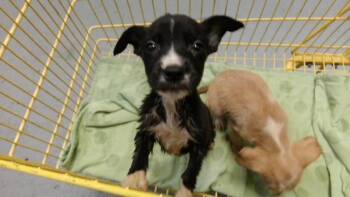 MOUSE -  Pit Bull Terrier Dog for Adoption in Tulsa, Oklahoma - MOUSE | PetCurious