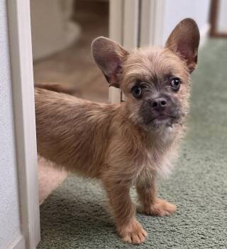 French Bulldog Dogs Available for Adoption in Clovis, California - Sir Pierre  | PetCurious