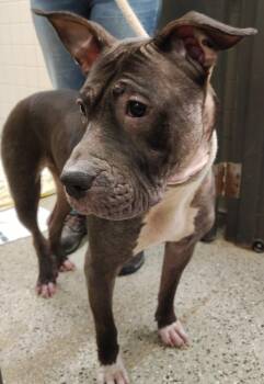 Expresso -  Pit Bull Terrier and Chow Chow Dog for Adoption in Saint Clairsville, Ohio - Expresso | PetCurious