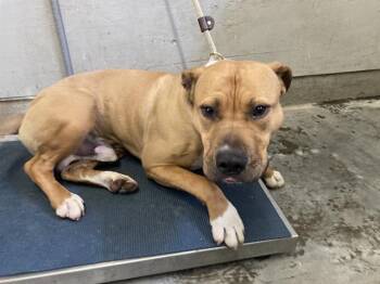 Pit Bull Terrier Dogs Available for Adoption in Camarillo, California - DOOGIE | PetCurious