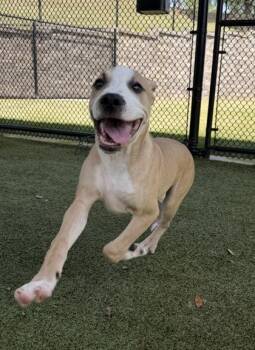 Labrador Retriever and American Bulldog Dogs Available for Adoption in Daphne, Alabama - Reggy | PetCurious