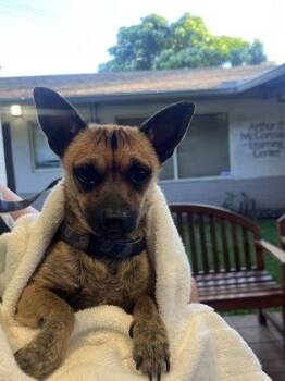Chihuahua and Mixed Breed Dogs Available for Adoption in Honolulu, Hawaii - Tiger | PetCurious