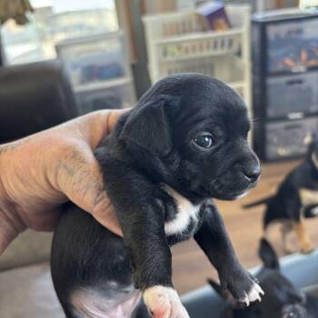 Chihuahua and Jack Russell Terrier Dogs Available for Adoption in Deming, New Mexico - Minnie | PetCurious