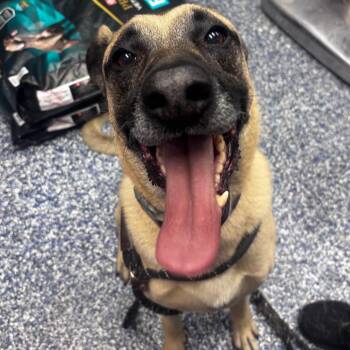 Koda -  German Shepherd Dog and Mixed Breed Dog for Adoption in Belleville, Illinois - Koda | PetCurious