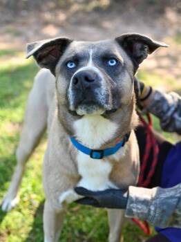 Mixed Breed Dogs Available for Adoption in Chamblee, Georgia - Hamlin | PetCurious