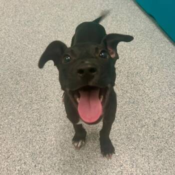 Cosmo -  Black Labrador Retriever Dog for Adoption in Greenville, South Carolina - Cosmo | PetCurious