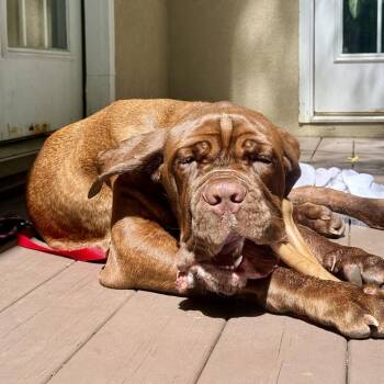 Hooch - Courtesy Post -  Neapolitan Mastiff and Chocolate Labrador Retriever Dog for Adoption in Gulfport, Mississippi - Hooch - Courtesy Post | PetCurious