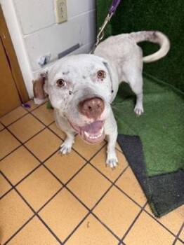 Queen -  Terrier and Mixed Breed Dog for Adoption in Gainesville, Florida - Queen | PetCurious