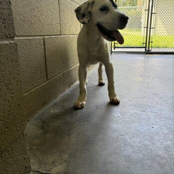 Charles -  Mixed Breed Dog for Adoption - Charles | PetCurious